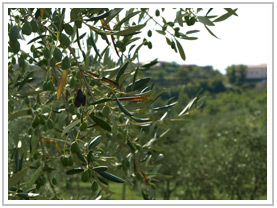 maslinovo ulje benvegnu